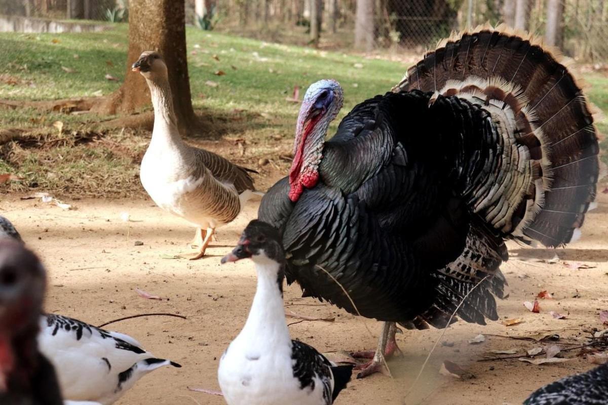 Fazenda Em Itapetininga, Paz, Descanso E Piscinas *
