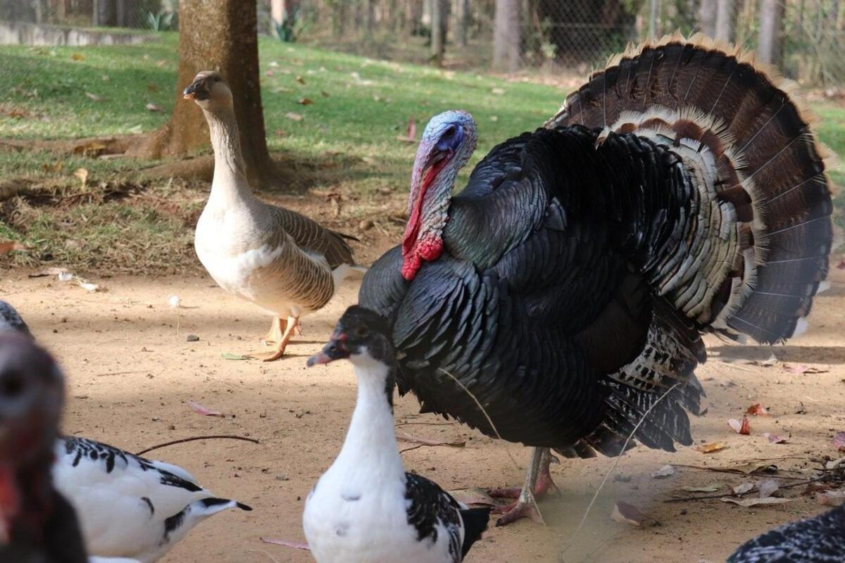 Fazenda Em Itapetininga, Paz, Descanso E Piscinas *